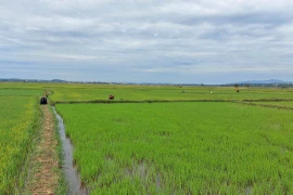 Hiệu quả từ cánh đồng lúa một giống ở Đak Đoa