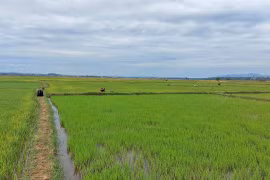 Hiệu quả từ cánh đồng lúa một giống ở Đak Đoa