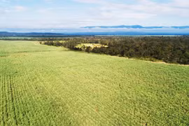 Sang Lào trồng mía - Cơ hội hấp dẫn cho người nông dân Việt?