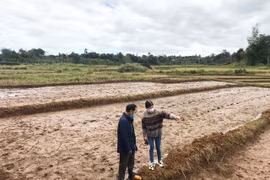 Chư Prông đầu tư giống lúa chất lượng cao