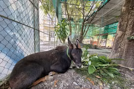 Khởi tố 4 nghi phạm buôn bán, vận chuyển cá thể sơn dương quý hiếm