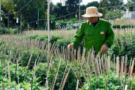Nhà vườn tất bật vào vụ hoa Tết
