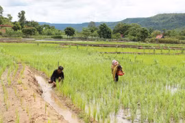 Bạn đồng hành với nông dân