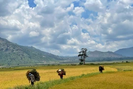 Hương ngàn gió nội