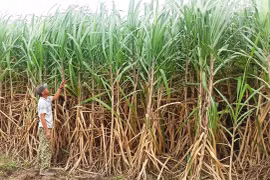 Thành Thành Công Gia Lai: Mang niềm vui đến người trồng mía