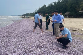 Hàng chục tấn vỏ ngao chất đống dọc bãi biển Thanh Hóa