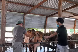 Chư Sê: Gần 2 tỷ đồng phòng-chống dịch bệnh trên vật nuôi