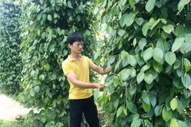 Ngày 7-8, giá hồ tiêu Gia Lai tăng 1.000 đồng/kg