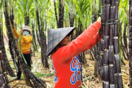 Pleiku có 5 mô hình nông hội với tổng diện tích canh tác 63,5 ha