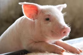 Hồi sinh thành công tế bào và chức năng của heo đã chết cách đó 1 giờ