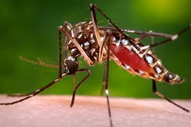 Đak Lak: Ghi nhận trường hợp thứ hai tử vong do sốt xuất huyết Dengue