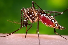 Đak Lak: Ghi nhận trường hợp thứ hai tử vong do sốt xuất huyết Dengue