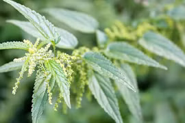 Cây tầm ma có thể bào chế thành thuốc tránh thai cho nam giới