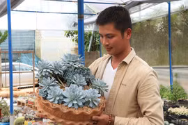 Trồng sen đá thu lợi nhuận 500 - 600 triệu đồng/năm