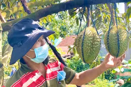 Gia Lai: Cơ hội để bứt phá từ chương trình xây dựng HTX kiểu mẫu