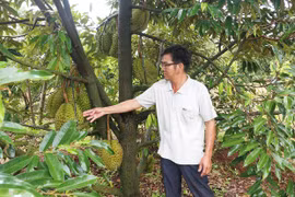 Vùng biên Gia Lai khởi sắc nhờ cây ăn quả