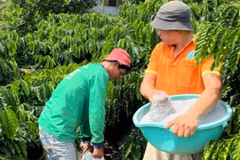 Vườn cà phê của anh nông dân Lâm Đồng chi chít quả, nhiều người tò mò hỏi bí quyết bón phân gì?
