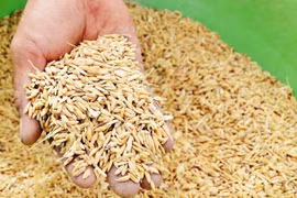 Xuất cấp hơn 647 tấn hạt giống lúa hỗ trợ tỉnh Quảng Ngãi