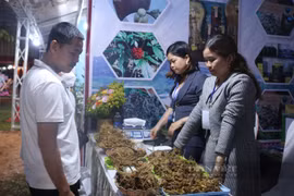 30 gian hàng trưng bày, bán sản phẩm tại phiên chợ sâm Ngọc Linh lần thứ IV