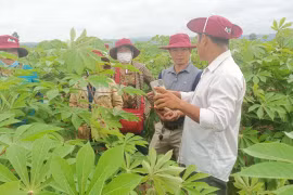 Tín hiệu vui cho người trồng mì