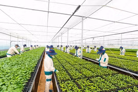 Cơ hội mới cho chanh dây