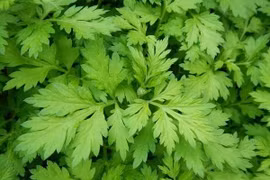 Sai lầm khi ăn ngải cứu có thể dẫn đến ngộ độc, động kinh,... biết mà tránh xa kẻo 'hối không kịp'