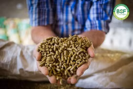 Nhập cám về nuôi heo