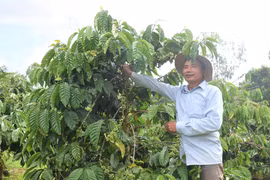 Hiệu quả từ chuỗi liên kết sản xuất, tiêu thụ cà phê