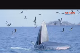 Cảnh hiếm gặp: Đàn cá voi kiếm ăn 20 ngày ở ven biển Đề Gi