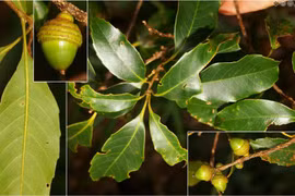 Quỹ Franklina tài trợ Dự án Bảo tồn 2 loài Sồi đặc hữu bị đe dọa tuyệt chủng tại Lâm Đồng