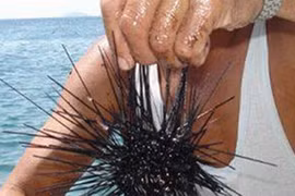 Châu Me mùa săn nhum biển