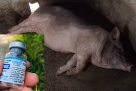 Heo chết hàng loạt sau tiêm vaccine, Navetco phải nghiêm túc làm rõ trách nhiệm