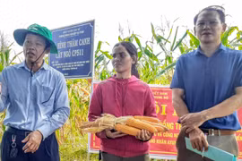 Chư Sê: Hội nghị đầu bờ nghiệm thu mô hình thâm canh cây ngô lai CP511