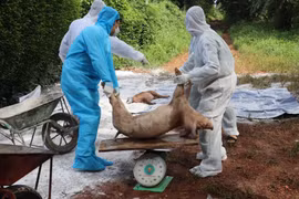 Đắk Lắk: Trong 1 tuần tiêu hủy hơn 200 con lợn mắc dịch tả lợn châu Phi của 1 hộ dân
