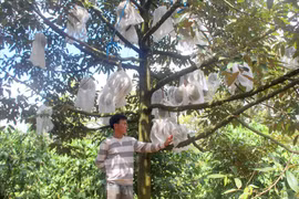 Nâng cao giá trị cây sầu riêng nhờ ứng dụng khoa học-công nghệ