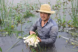 Chàng trai trồng bồn bồn kết hợp nuôi cá thu lãi 700 triệu đồng/năm