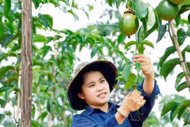 Chanh dây khẳng định vị thế chủ lực