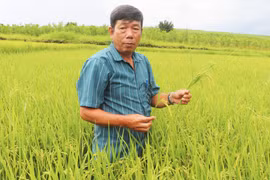 Tạo đột phá từ cánh đồng lúa một giống