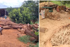 Phạt chủ xưởng gỗ hoạt động "chui" 35 triệu đồng