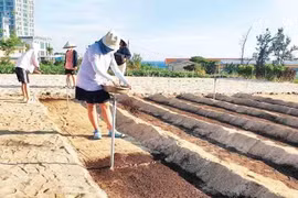 Kỳ bí đảo núi lửa Lý Sơn