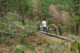 Khởi tố, bắt tạm giam 3 bị can vụ phá rừng thông quy mô lớn nhất từ trước đến nay tại Đà Lạt