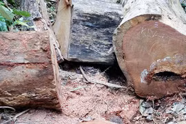 Kbang: Điều tra vụ khai thác trái phép hơn 5 m3 gỗ