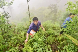 Lên núi, đợi con Tu Pù... kéo nhau