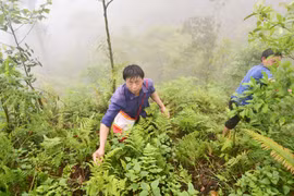 Lên núi, đợi con Tu Pù... kéo nhau