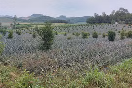 Góc nhìn phóng viên: Ai gỡ khó cho dân ?