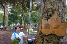 Hơn 3.000 nhánh lan rừng của người yêu lan cả nước được ghép lên cây ở phố núi Ban Mê của Đắk Lắk