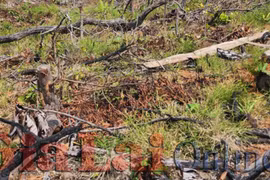 Kông Chro: Phát hiện vụ phá 6 ha rừng làm rẫy