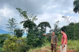 Vụ cấp sai 65 sổ đỏ ở Đắk Nông: Đề nghị khởi tố vụ án