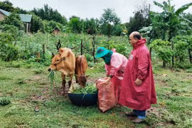Kiểm tra dự án phát triển chăn nuôi bò cái sinh sản tại xã Đak Trôi
