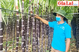 Người dân vùng ven TP. Pleiku thu nhập cao từ mía tím